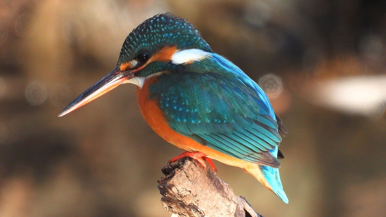 2026年01月11日（日）撮影⑩27枚カワセミ（メス） : 「KH21の