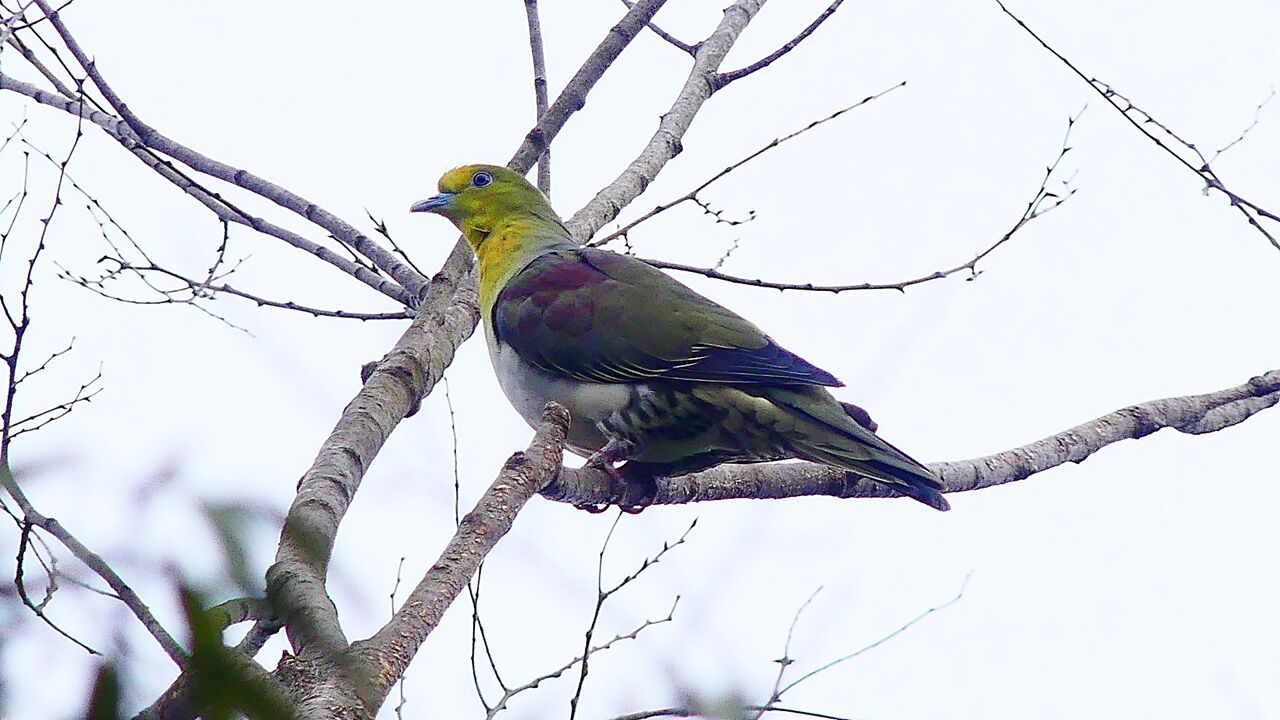 アオバト : 「KH21の住人」鳥、昆虫、花などの写真ブログ