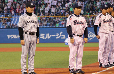 swallows5