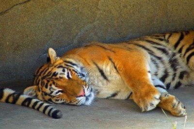 2105724-sleeping-tiger-with-paws-outstretched