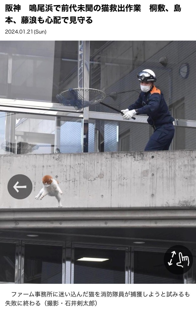 阪神寮の屋根に猫が… 消防隊員出動も救出失敗に終わる