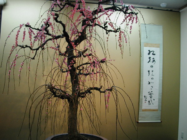2010 02 26 090bonbai