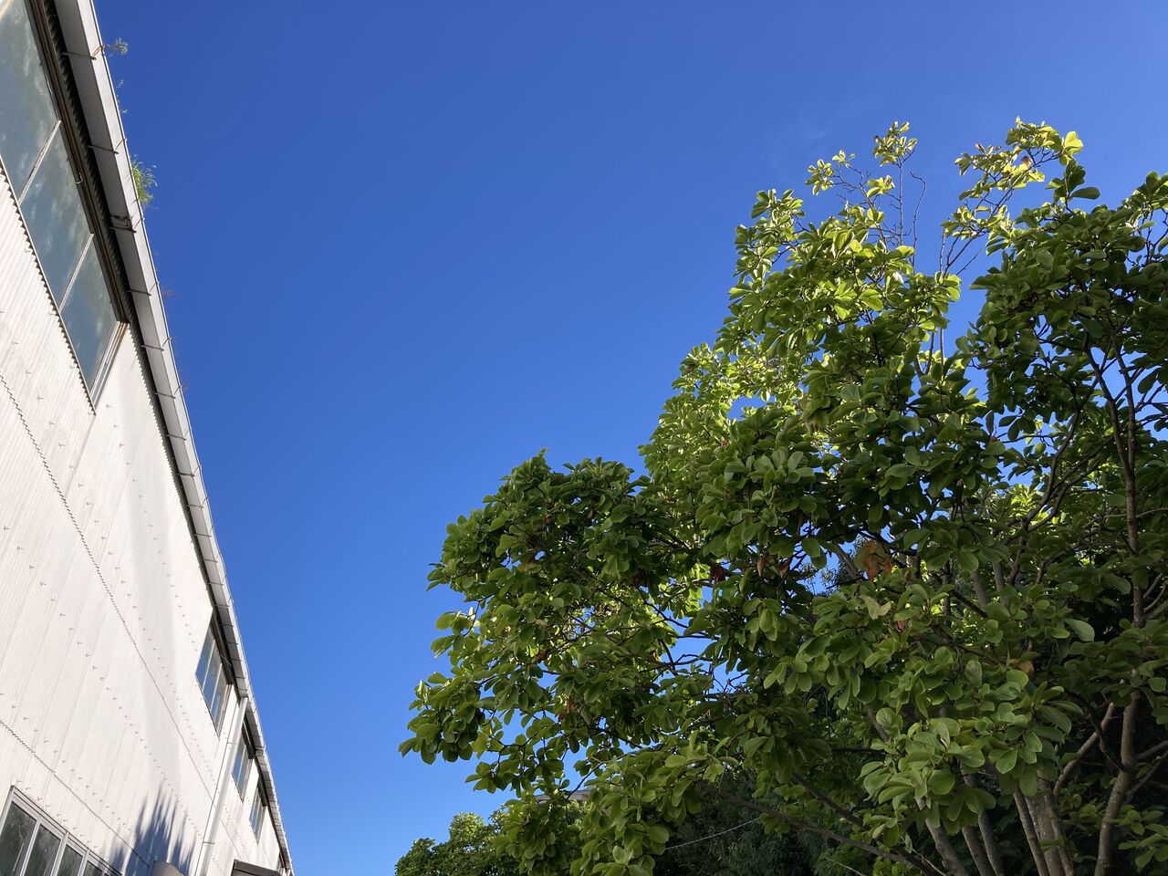 晩夏 江戸川で絵日記