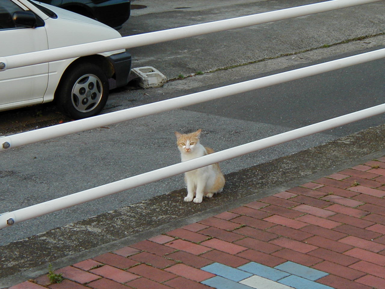 猫と犬 江戸川の畔 ほとり