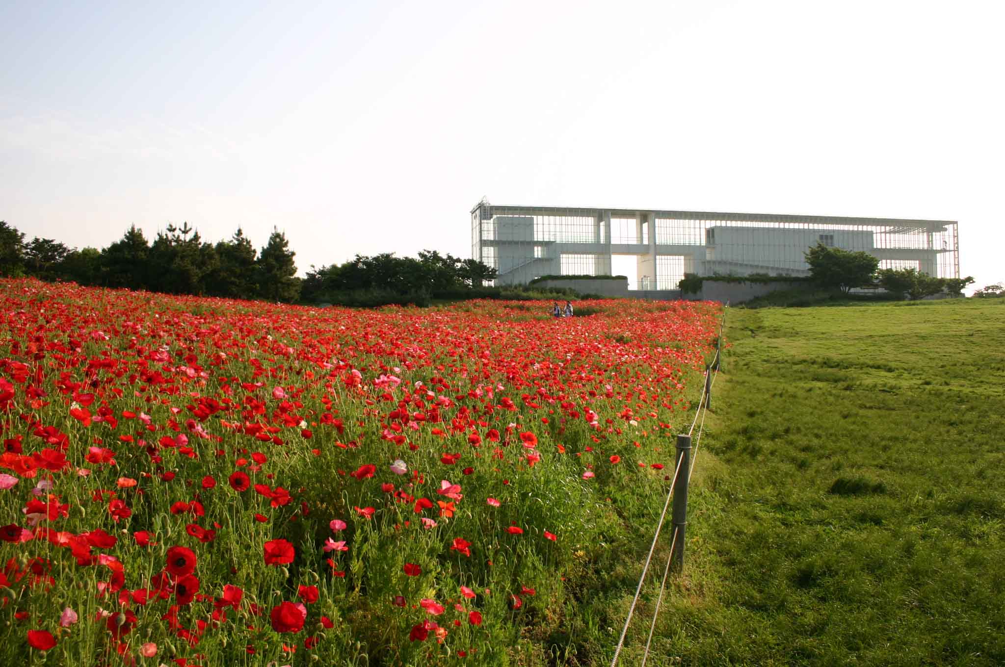 葛西臨海公園の赤いポピー 江戸川の畔 ほとり