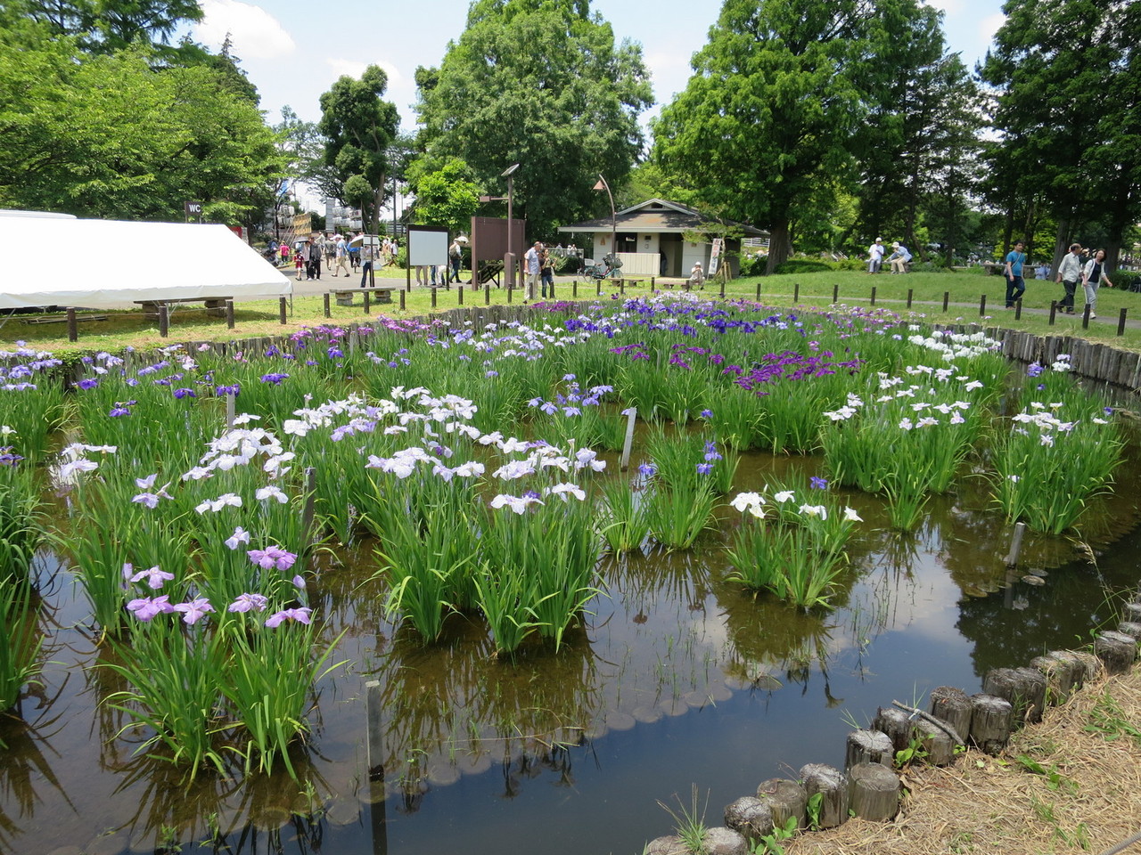 水元公園 葛飾菖蒲まつり で 鹿の王 を渡す 江戸川の畔 ほとり 水元公園 葛飾菖蒲まつり で 鹿の王 を渡す 江戸川の畔 ほとり
