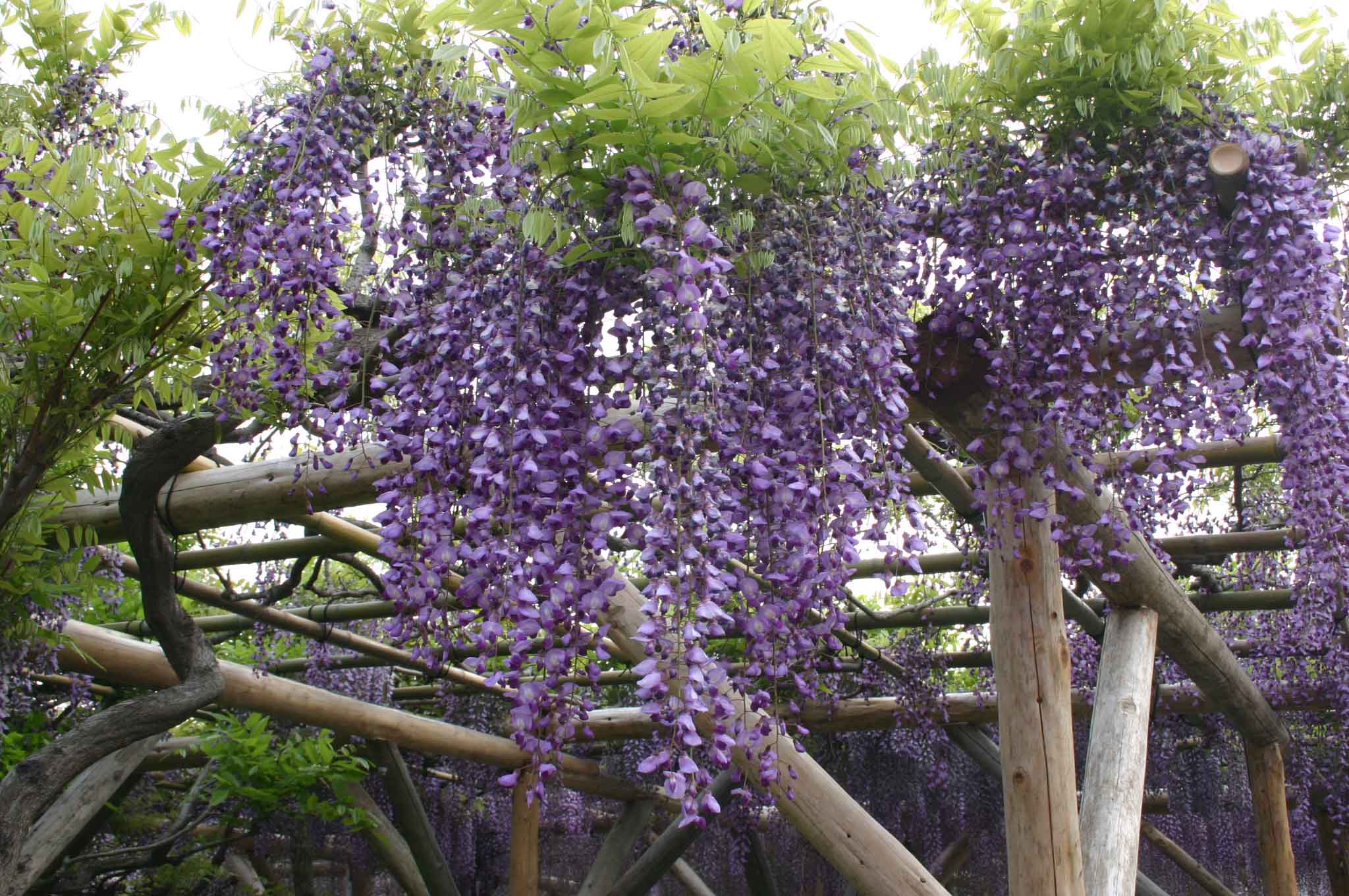 紫藤花 花 的 種類 – Homu Interia