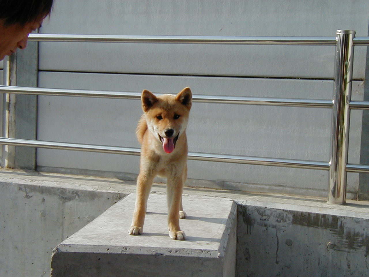 猫と犬 江戸川の畔 ほとり