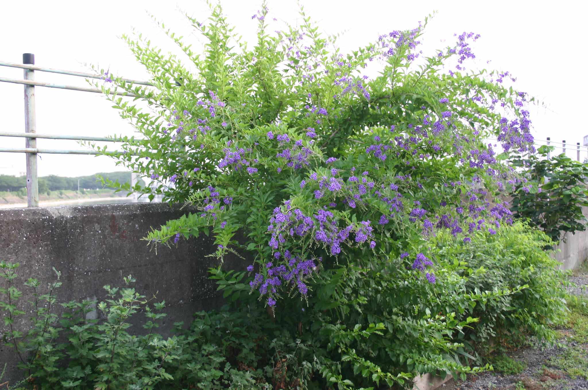 銀河 の ほとり 路上 の 花 江戸川の畔(ほとり):路傍の紫の花 - livedoor Blog(ブログ)