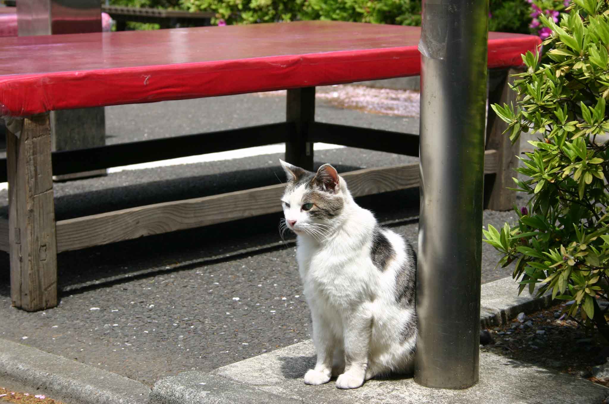 猫シリーズ 江戸川の畔 ほとり