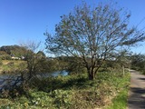 IMG_4261