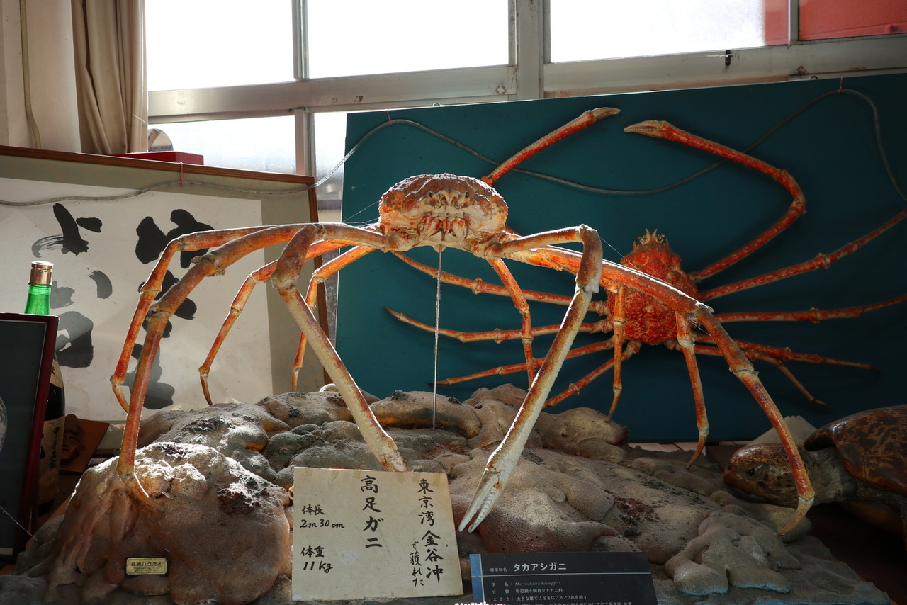 浜金谷で高足カニを食す 江戸川の畔 ほとり 浜金谷で高足カニを食す 江戸川の畔 ほとり