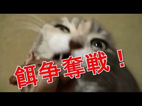 【犬猫動画】猫 エサごはんの時間「奪い合い！譲り合い？」ご飯を食べる姿がおもしろい猫  - 長さ: 5:30。