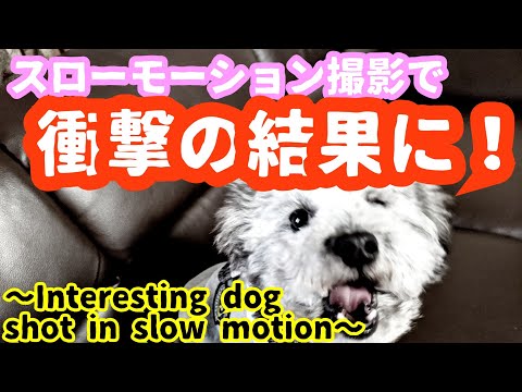 犬猫動画 スローモーションで撮影した犬がおもしろい動画 Interesting Dog Shot In Slow Motion 長さ 0 41 犬猫おもしろ動画まとめ 犬猫動画 スローモーションで撮影した犬がおもしろい動画 Interesting Dog Shot In Slow Motion 長さ 0 41 犬猫おもしろ動画まとめ
