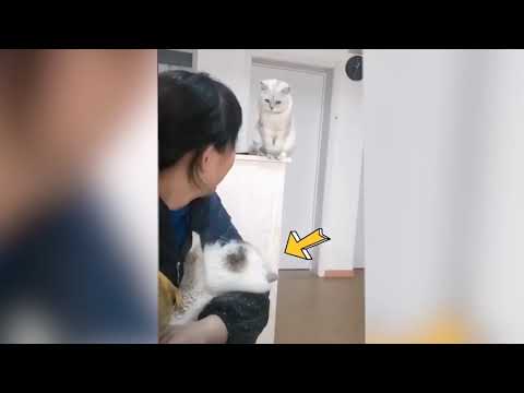 犬猫動画 59 絶対笑う 最高におもしろ犬 猫 動物のハプニング 失敗画像集 150 長さ 10 28 犬猫おもしろ動画まとめ 犬猫動画 59 絶対笑う 最高におもしろ犬 猫 動物のハプニング 失敗画像集 150 長さ 10 28 犬猫おもしろ動画まとめ