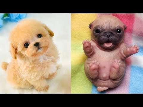 犬猫動画 面白い動物 あり得ないことをする犬 猫 おもしろ犬 猫のハプニング 失敗集 7 長さ 4 34 犬猫おもしろ動画まとめ