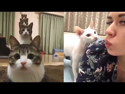 犬猫動画 絶対笑う 最高におもしろ犬 猫 動物のハプニング 失敗画像集 21 長さ 6 30 犬猫おもしろ動画まとめ 犬猫動画 絶対笑う 最高におもしろ犬 猫 動物のハプニング 失敗画像集 21 長さ 6 30 犬猫おもしろ動画まとめ