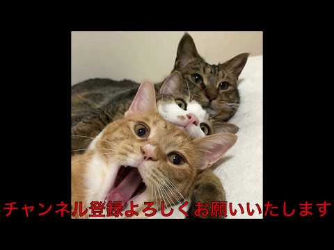 犬猫動画 かわいい動物 犬 猫たち おもしろペット動画 167 長さ