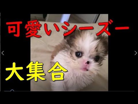 【犬猫動画】可愛い小型犬 シーズー大集合 - 面白いペット動画 Funny Dog Shih Tzu Videos  - 長さ: 11:42。