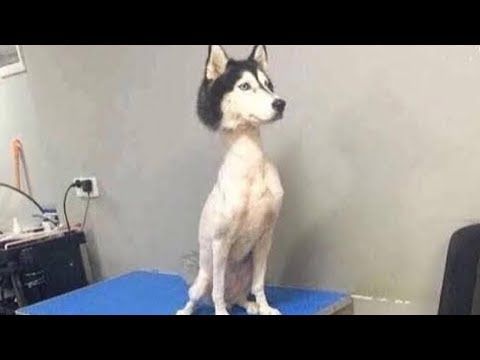 犬猫動画 19 おもしろ動物 あり得ないことする動物 犬 猫 おもしろ犬 猫のハプニング 失敗動画集 Part5 長さ 3 27 犬 猫おもしろ動画まとめ 犬猫動画 19 おもしろ動物 あり得ないことする動物 犬 猫 おもしろ犬 猫のハプニング 失敗動画集 Part5 長さ 3 27 犬 猫おもしろ動画まとめ