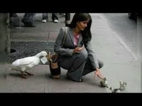 犬猫おもしろ動画まとめ 犬猫動画 面白い動物 あり得ないことをする犬 猫 おもしろ犬 猫のハプニング 失敗集 486 長さ 13 36