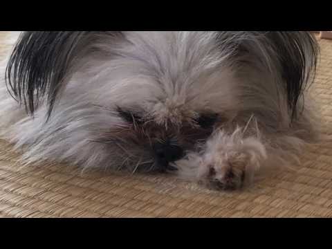 【犬猫動画】犬にだって春眠はあるのよｗｗ  - 長さ: 3:11。