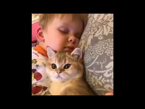 犬猫おもしろ動画まとめ 犬猫動画 猫の 笑える おもしろ動画 画像集 長さ 6 07