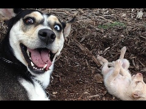 犬猫動画 かわいい動物 おもしろい犬 最も面白い動物の動画 集 Funny Animals Video 19 長さ 13 18 犬猫おもしろ動画まとめ