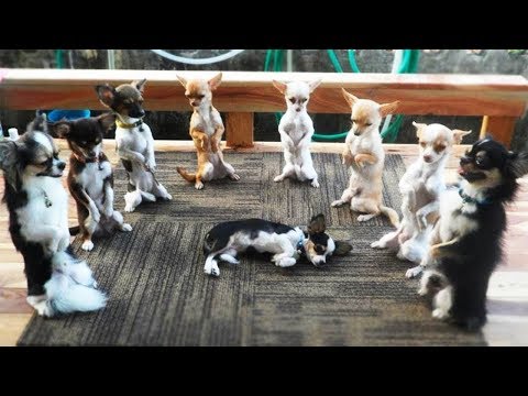犬猫動画 Funny Cats Dogs 最高 おもしろ猫 犬の動画集まる 33 長さ 9 04 犬猫おもしろ動画まとめ