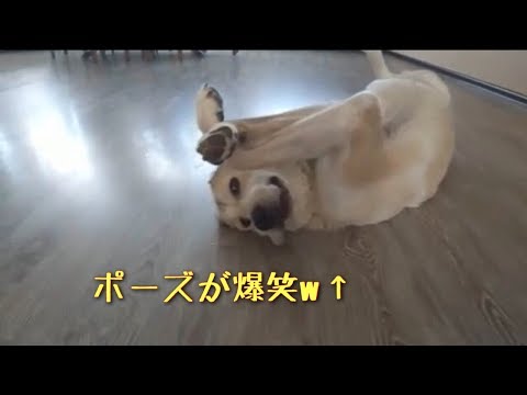 犬猫動画 面白い動物 おもしろい動物 犬 ハプニング 失敗動画集 長さ 4 08 犬猫おもしろ動画まとめ 犬猫動画 面白い動物 おもしろい動物 犬 ハプニング 失敗動画集 長さ 4 08 犬猫おもしろ動画まとめ