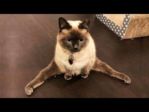 犬猫動画 おかしい猫 かわいい猫 おもしろ猫動画 Hd 258 長さ 6 25 犬猫おもしろ動画まとめ