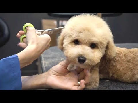 犬猫動画 可愛い子犬 おもしろ犬 動画 Funniest Puppy Puppies Moments 3 長さ 9 50 犬猫おもしろ動画 まとめ