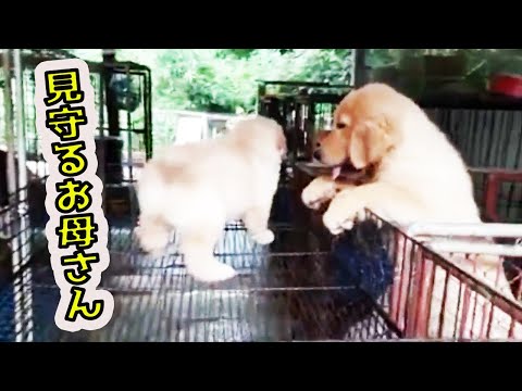 犬猫動画 見てるだけで可愛い 癒される犬動画特集 9 長さ 6 59 犬猫おもしろ動画まとめ 犬猫動画 見てるだけで可愛い 癒される犬動画特集 9 長さ 6 59 犬猫おもしろ動画まとめ