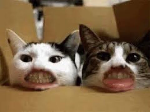 犬猫動画 かわいい猫 笑わないようにしようとしてください 最も面白い猫の映画 87 長さ 11 22 犬猫おもしろ動画まとめ 犬猫動画 かわいい猫 笑わないようにしようとしてください 最も面白い猫の映画 87 長さ 11 22 犬猫おもしろ動画まとめ
