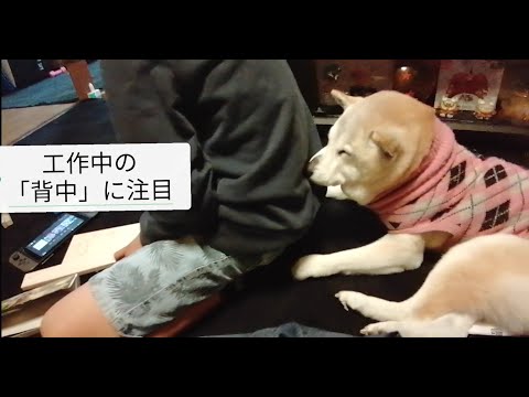 犬猫動画 豆柴の老犬 おもしろい瞬間 よく眠れるね Shiba Dog Funny Sleep 長さ 0 38 犬猫おもしろ動画まとめ 犬猫動画 豆柴の老犬 おもしろい瞬間 よく眠れるね Shiba Dog Funny Sleep 長さ 0 38 犬猫おもしろ動画まとめ