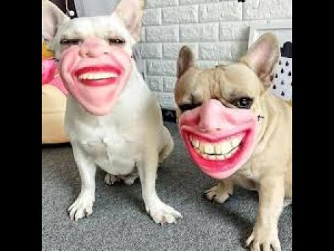 犬猫動画 面白いコメディ犬超面白いイベントビデオコレクション 3 長さ 11 57 犬猫おもしろ動画まとめ 犬猫動画 面白いコメディ犬超面白いイベントビデオコレクション 3 長さ 11 57 犬猫おもしろ動画まとめ