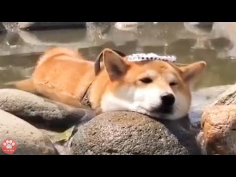 犬猫動画 犬 かわいい子犬たち のおもしろ動画まとめ 長さ 8 13 犬猫おもしろ動画まとめ