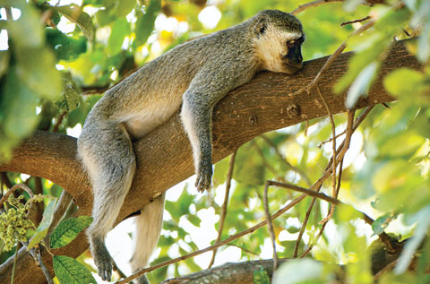 macaco-dormindo-259-na-duvida-ciencias