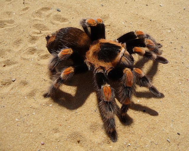 1280px-Brachypelma_smithi_2009_G09