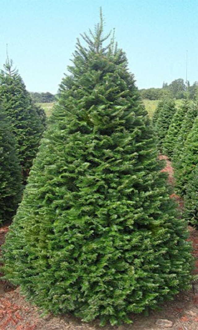 grand-fir-tree-300x500-1