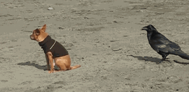 LiveLeak-dot-com-BA9Eebi_1534322951