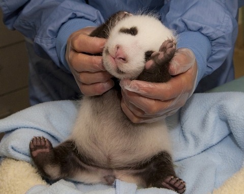 enhanced-buzz-11748-1355785275-4