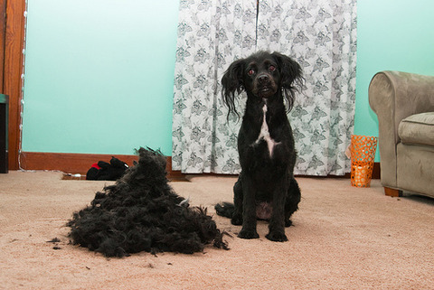 this-pic-also-makes-me-laugh-28815-1356081932-4