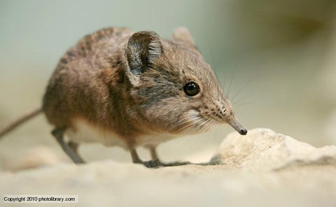 elephant_shrew_1