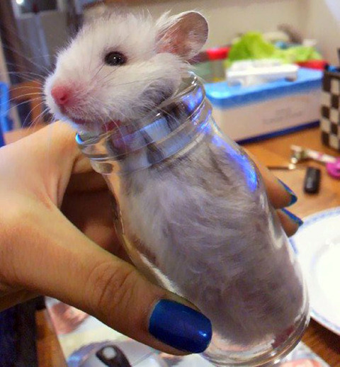 HAMSTER-EARTHQUAKE_2569140a