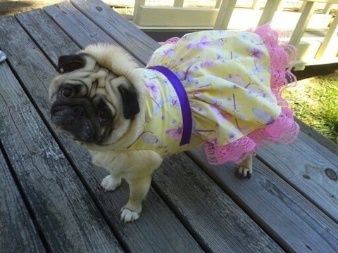 enhanced-buzz-15377-1355785225-1