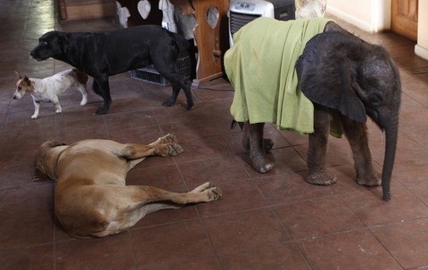 enhanced-buzz-30128-1355856327-3