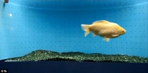 2A11BF8600000578-0-image-m-5_1435563443713