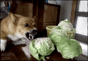 LiveLeak-dot-com-dog2004_1542983027