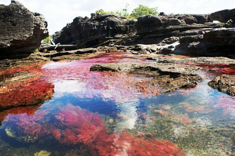 rio-cano-cristales-colombia-_10